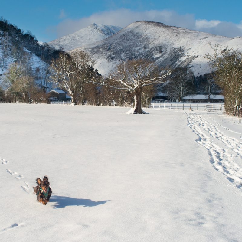 Dog friendly winter walks